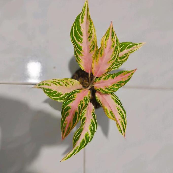 benih bunga aglonema pink sunset