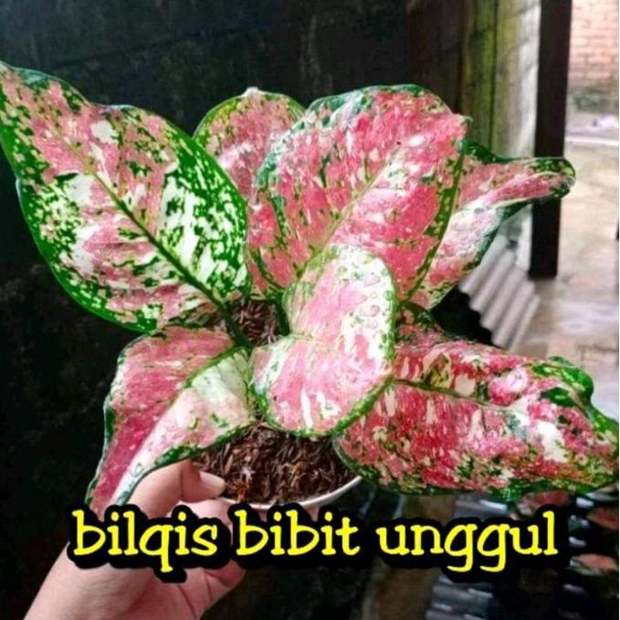 benih bunga aglonema tiga warna trecolor