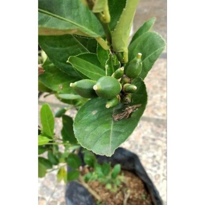 Bibit Tanaman Buah Jeruk Lemon California Okulasi - Lemon California Harum - Lemon California Premiu