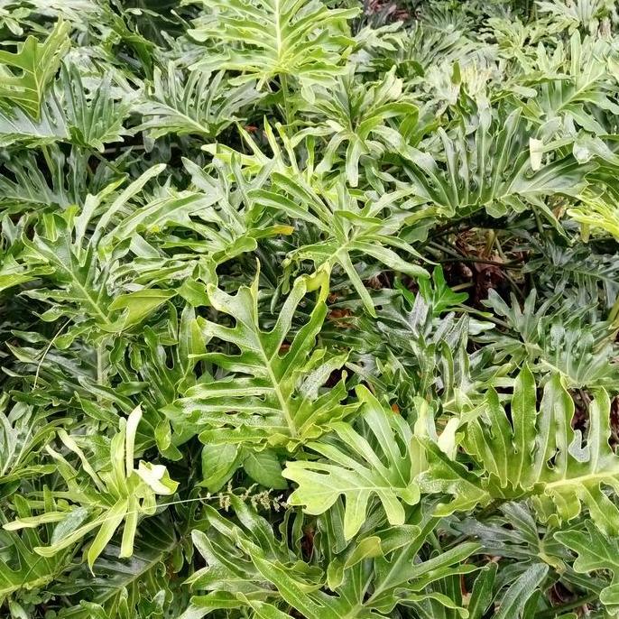 tanaman hias philo dendrum / philo jari ukuran besar