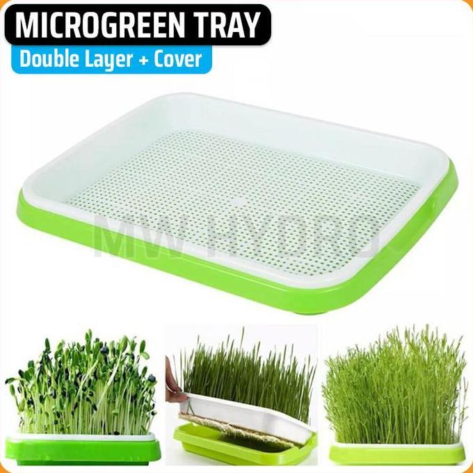 MICROGREEN SPROUTING TRAY WITH COVER - TRAY SEMAI MICROGREEN DENGAN TUTUP