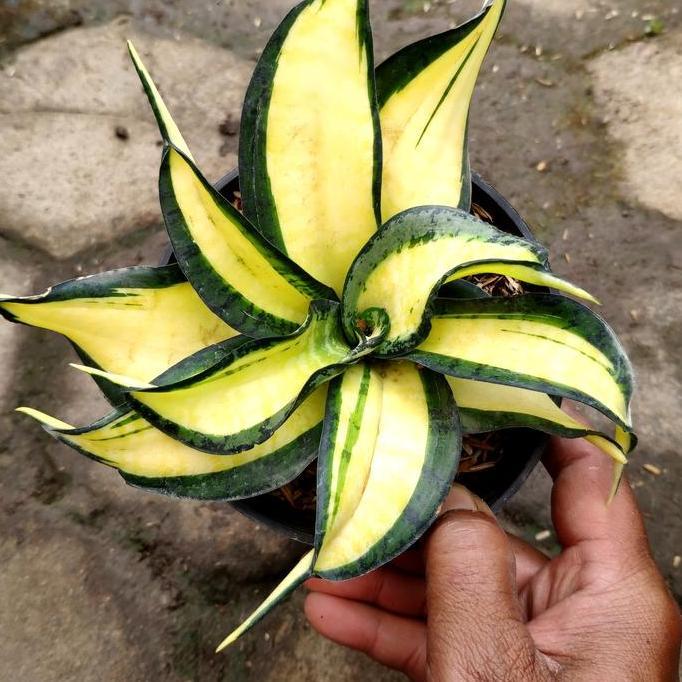 tanaman Hias sansevieria Golden Wendys