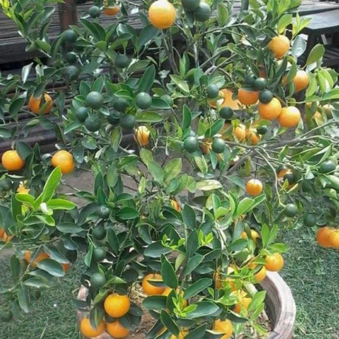 tanaman jeruk kip lemon cina berbuah tinggi 50-60cm