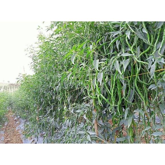 Benih Cabe Merah Keriting Tinggi 2 meter LOKAL LEGUM 10 Gram - CMK LOKAL LEGUM - Bibit Cabai siboras