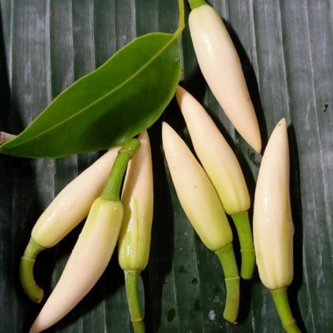 Bibit Pohon Bungga Kantil putih atau cempaka putih Harum