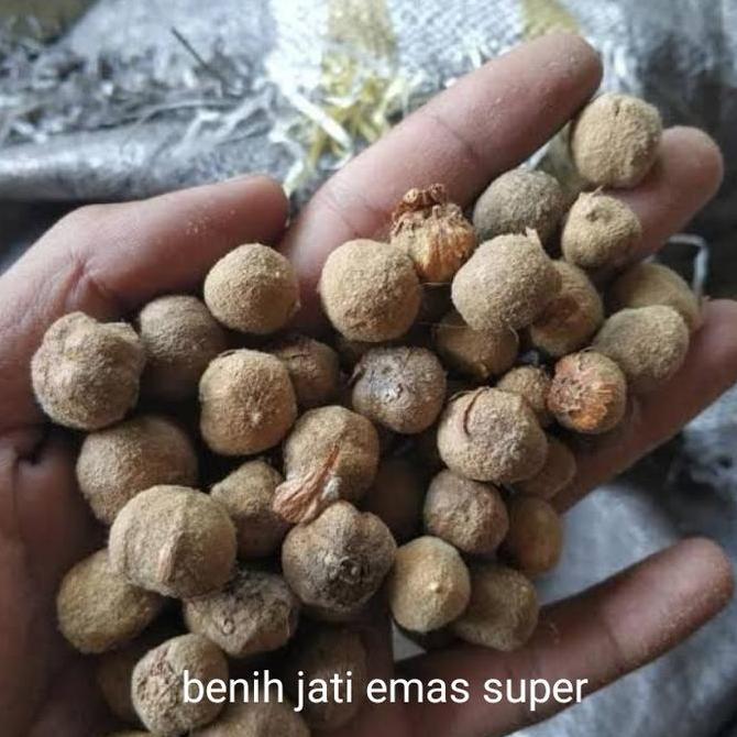 1 kg benih biji jati emas super