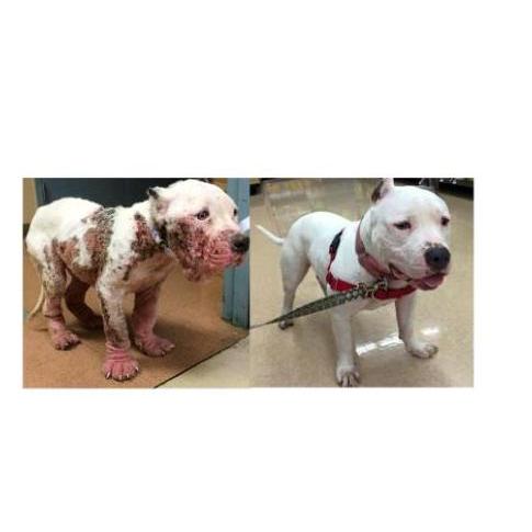 Dermakomb Kapsul Obat Kulit Anjing Gatal Gatal Bulu Rontok