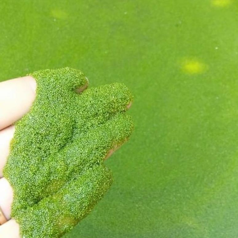 Baru Wolfia 5 Ons & 1Kg Wolffia