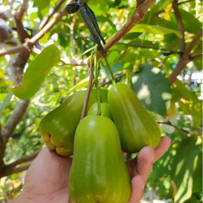 Bibit tanaman jambu air green giant cangkok super TUMBUHAN