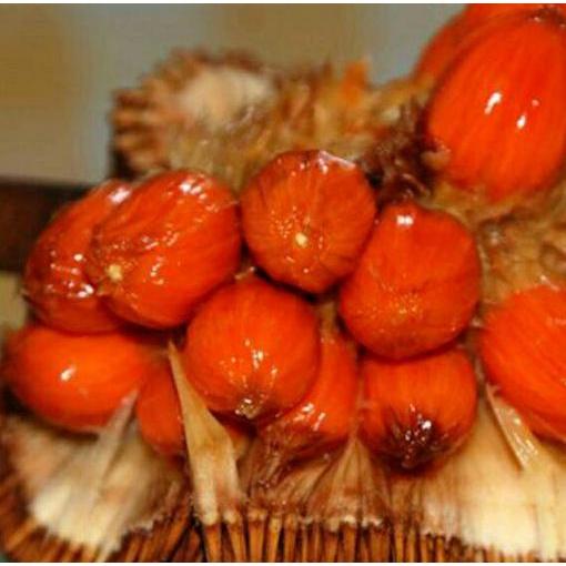 Bibit Buah Cempedak Merah King TUMBUHAN