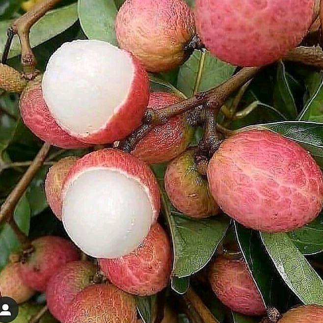 bibit tanaman buah leci madu merah cangkok TUMBUHAN