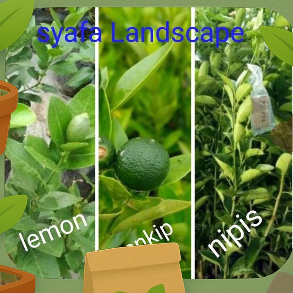 Paket 3 Pohon Bibit Buah Jeruk