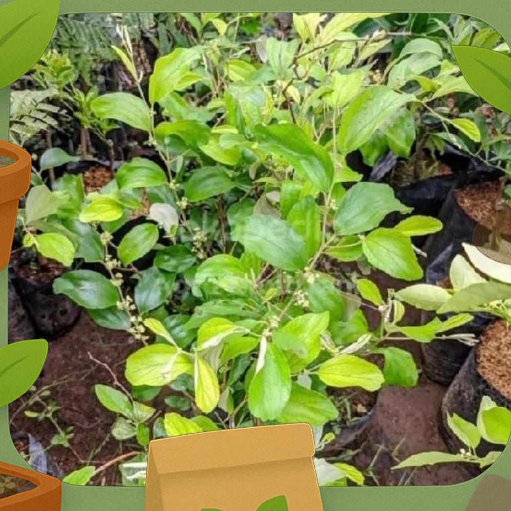 Bibit Buah Apel Futsa / Apel India Sudah Berbunga Siap Berbuah