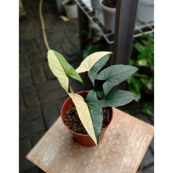 syngonium aurea yellow variegata Termurah