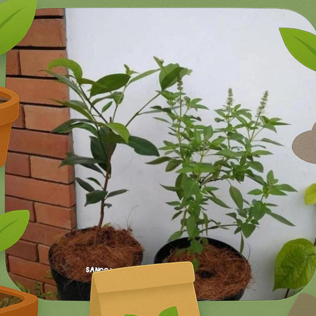 Paket Hemat 2 Tanaman Bumbu Dapur Pohon Salam / Kemangi + Pot Hitam