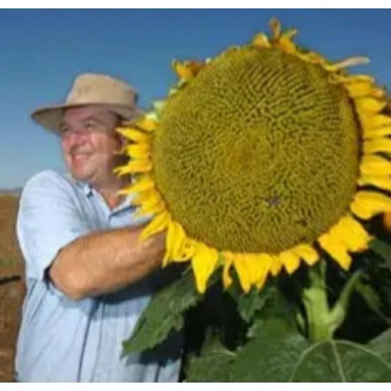 Benih Bunga Matahari Jumbo Super Besar Impor Premium Isi 1 Biji Matahari Raksasa Garansi