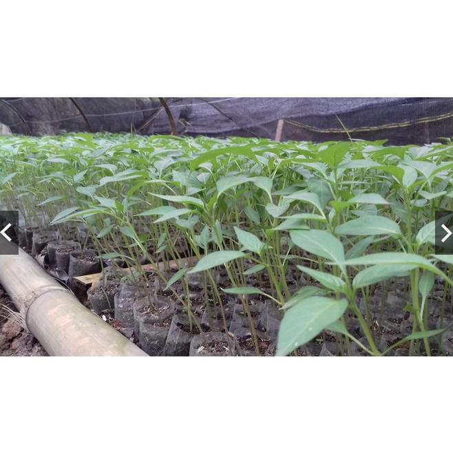 Bisa Cod Plastik Semai Cabe Polibag Polibag Semai Benih Pembibitan 6X8 ||