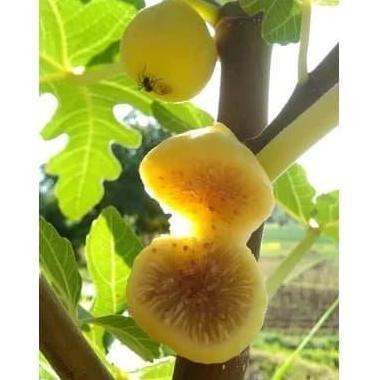 Bibit Buah Tin KalimirnA FC