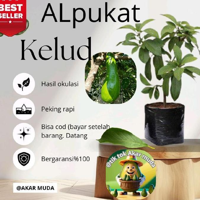 bibit alpukat kelud okulasi super unggul