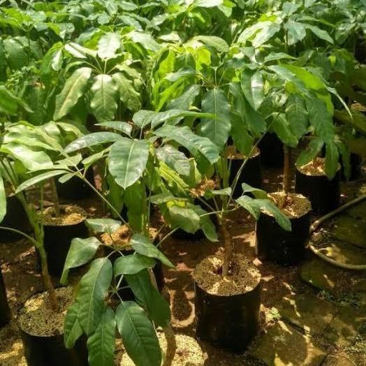 New- Tanaman Walisongo daun besar - pohon Walisongo 1mtr