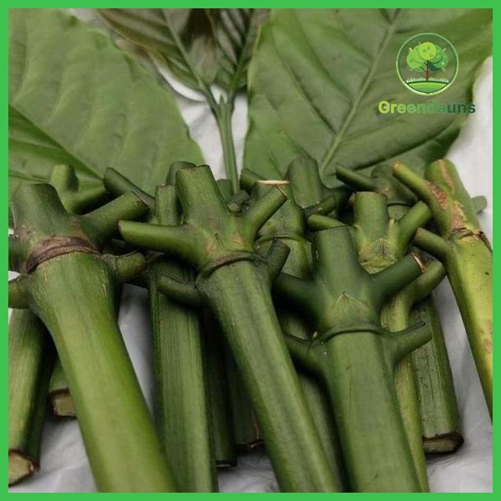 15 BATANG STEK ENTRES KOPI ROBUSTA UNGGULAN ARSYAD KLON BAGIO RAJA MATA TUNAS DAPAT BONUS 2 STEK TAM