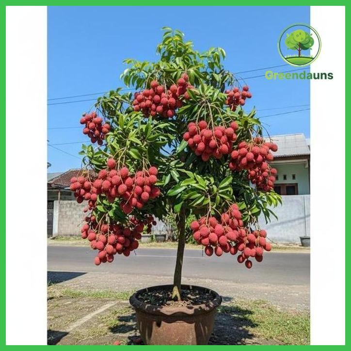 BIBIT LECI MERAH UNGGUL KUALITAS SUPER CEPAT BERBUAH & BERKUALITAS HASIL CANGKOK ASLI SIAP TANAM TIN