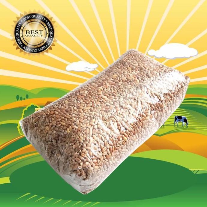 New- Benih Gandum 1 KG / Benih Catgrass / Rumput Kucing / Wheatgrass