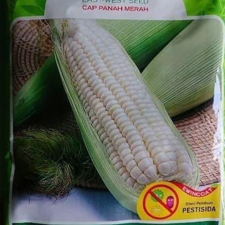 New- Benih bibit jagung putih pulut KUMALA jagung kumala panah merah