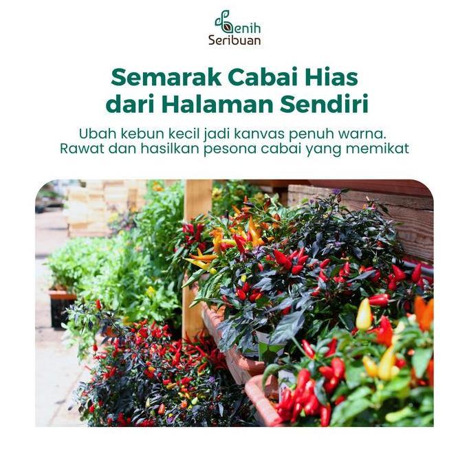 Benih Cabe Hias Pelangi Benih Cabai Carolina Reaper Tanaman Sayur Hias