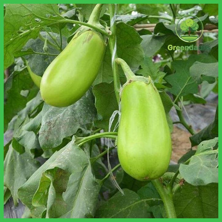 500 BUTIR BIJI BENIH TERONG JUMBO JEPANG PONDOH HIJAU TANAMAN MUDAH TUMBUH COCOK UNTUK PEMULA TAMAN 