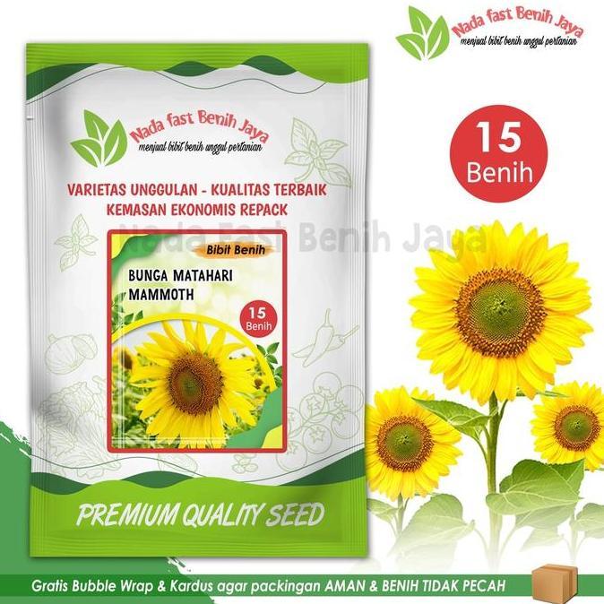 Benih bunga matahari Mammoth 15 biji / Seeds Flower Mammoth Sun flower Bunga Matahari mudah Tumbuh K