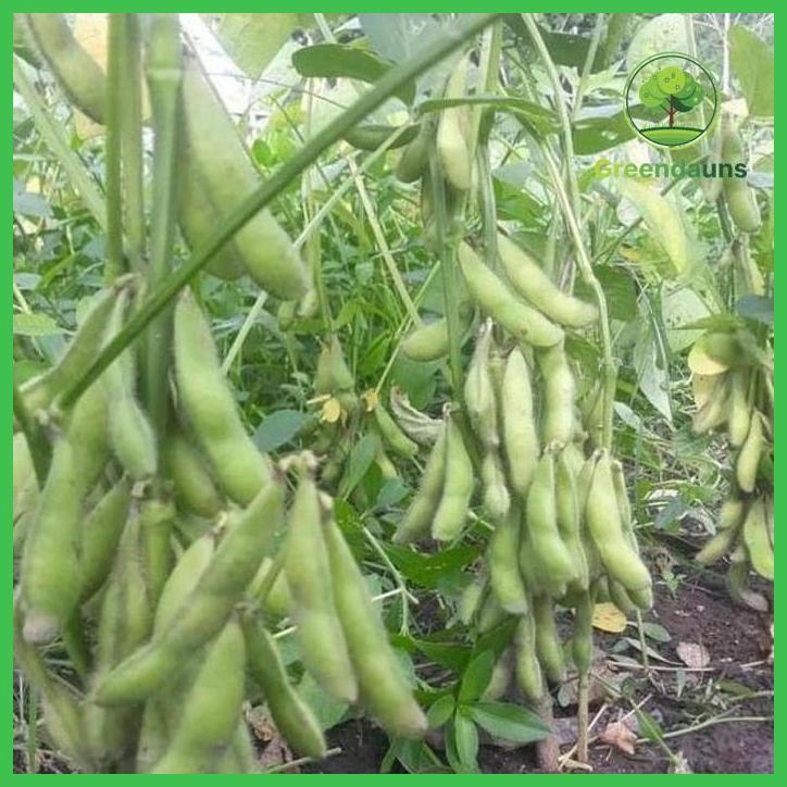 PUPUK ASAM AMINO 1 LITER CAP GALAXY NUTRISI TANAMAN FASE TUMBUH & PEMBUAHAN PADI JAGUNG ALPUKAT CABE