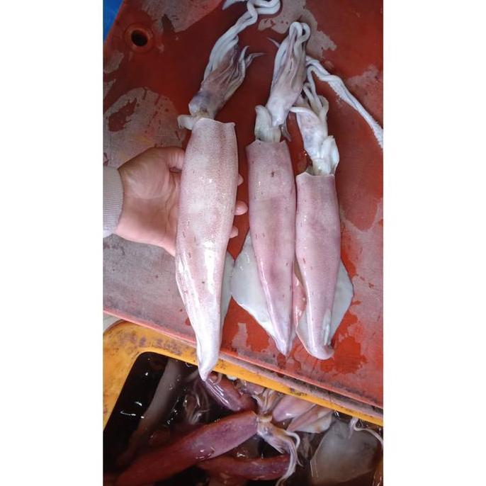 Cumi Segar Bangka/Jumbo