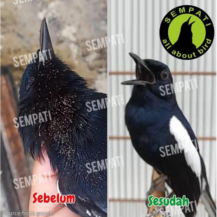 Kutu & Gurem D2k Obat Burung Sakit Kutuan Fighter
