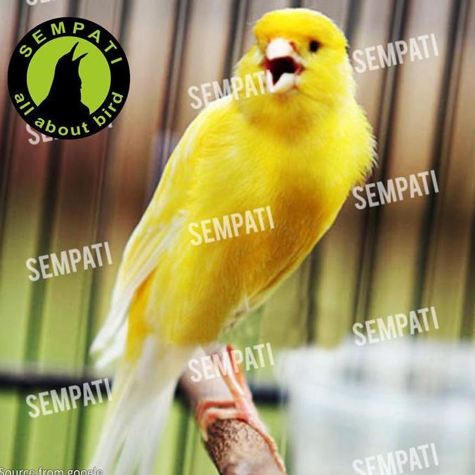 Niger Seed Biji Niger 500 Gram Pakan Kiloan Makanan Burung Perkutut Lovebird Love Bird Lb Red Siskin