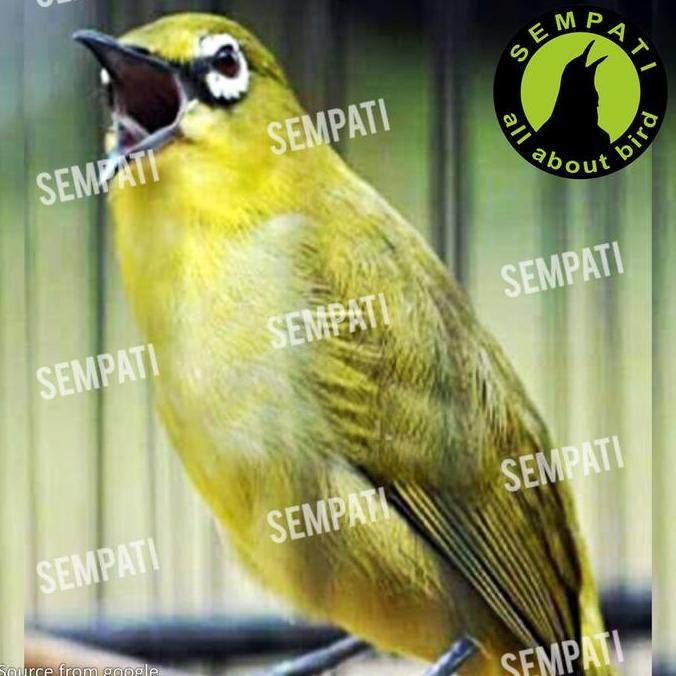 Voer Dewa Pur Halus Pakan Harian Lomba Burung Ciblek Pleci Kolibri Prenjak Sirtu Penambah Agresifita