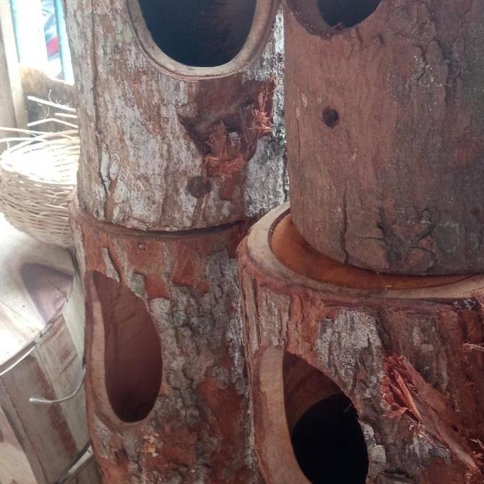 ASLI glodok sarang burung murai kacer READY STOCK