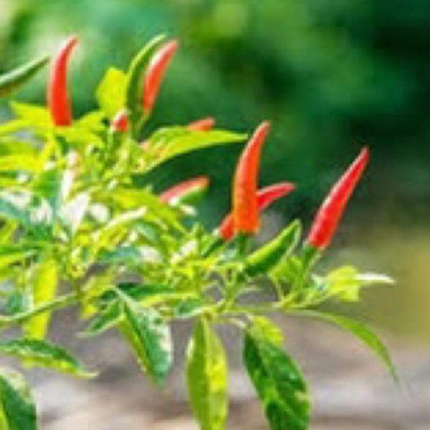 Bisa Cod Pupuk Organik Cabe Booster Pelebat Cabai Serbuk Terbaik Agar Cepat Berbuah Lebat Dan Besar 