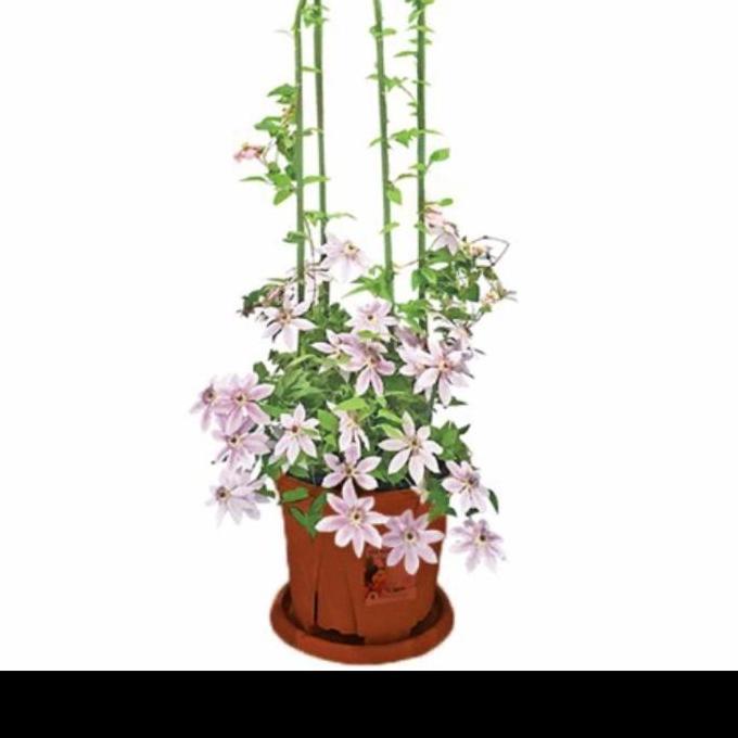 Best- Ajir lengkung 11x150cm