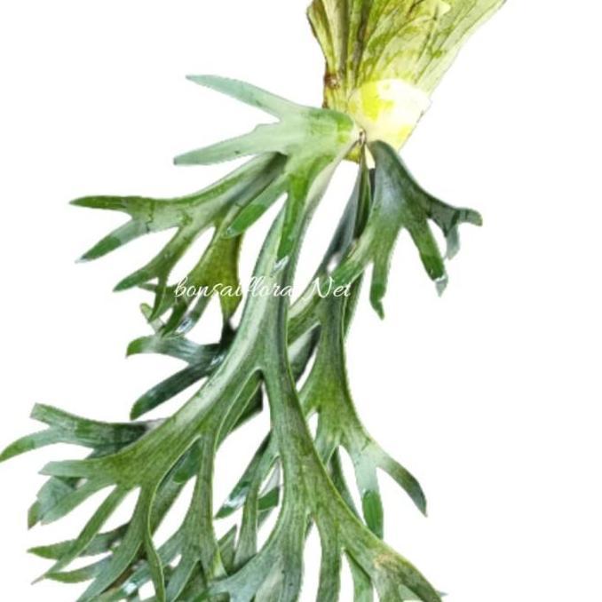 Best- simbar tanduk rusa hias / simbar menjangan