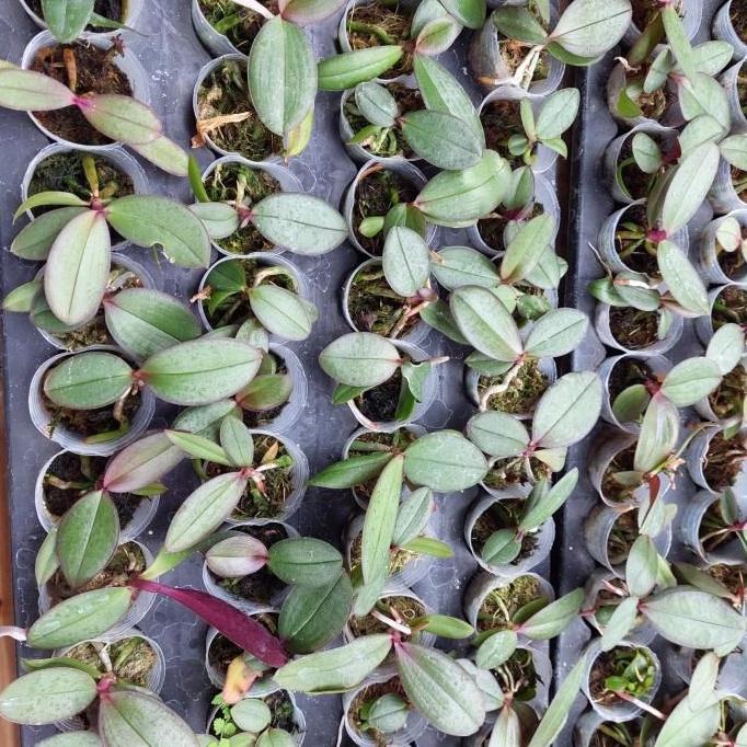 Best- bibit anggrek bulan bunga jumbo