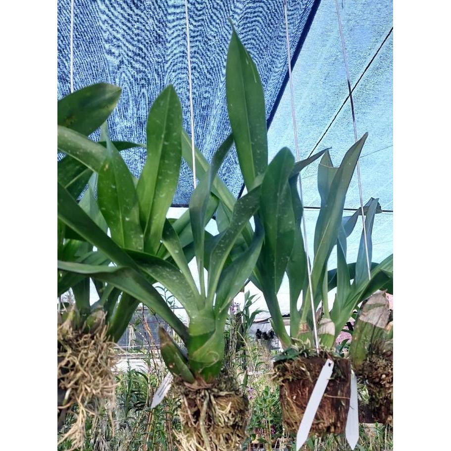 Lansungkirim- [ Dewasa ] Grammatophyllum Scriptum Var Citrinum | Grammatophyllum Green