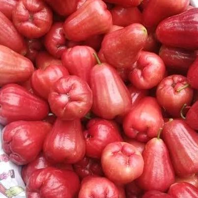 Fruxi- Buah Jambu Citra /1 Kg