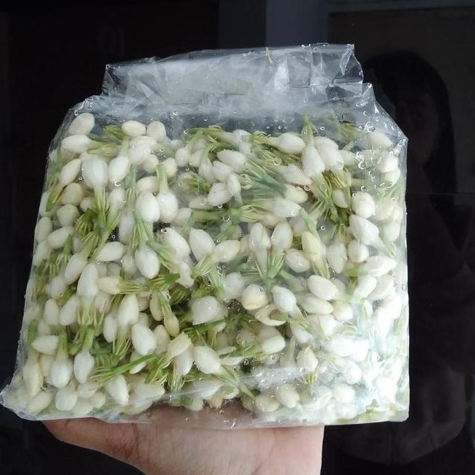 Flwr- Bunga Melati Segar