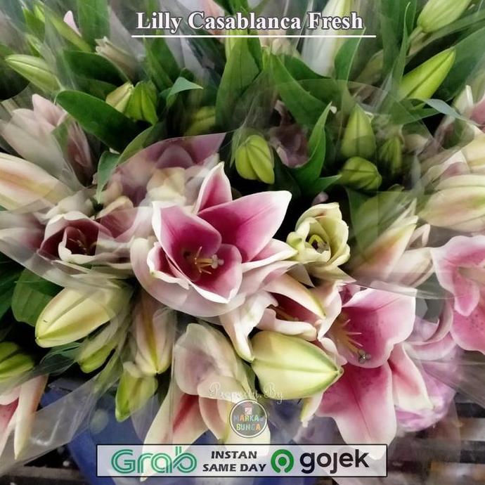 Flwr- Bunga Lily Casablanca / Bunga Lily Asli Fresh