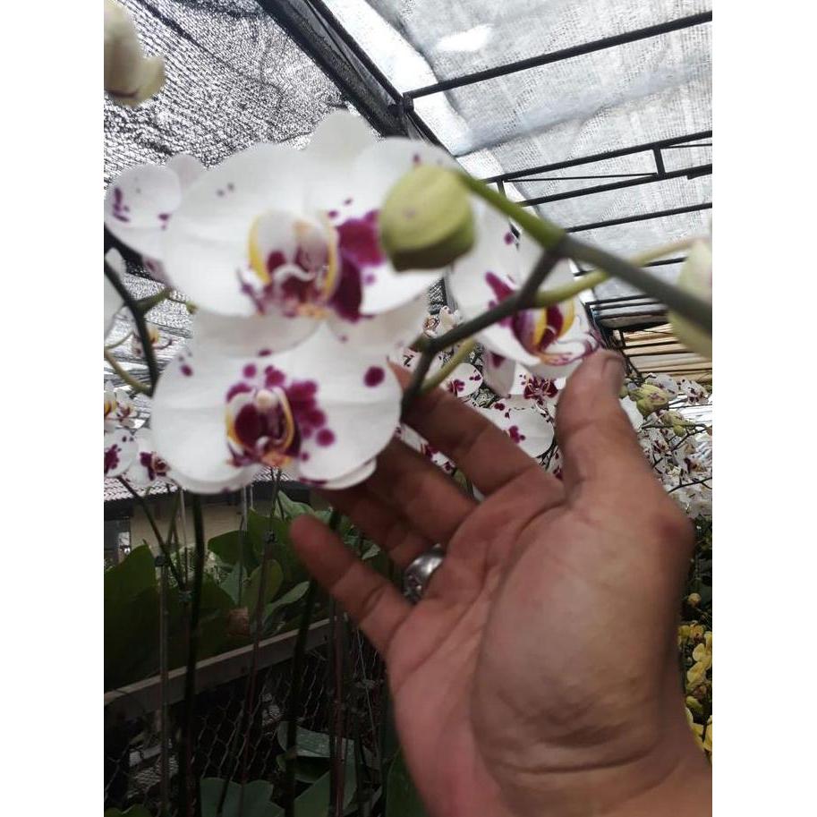 Flwr- Anggrek Bulan Bunga Besar Warna Putih Lidah Dan Totol Merah