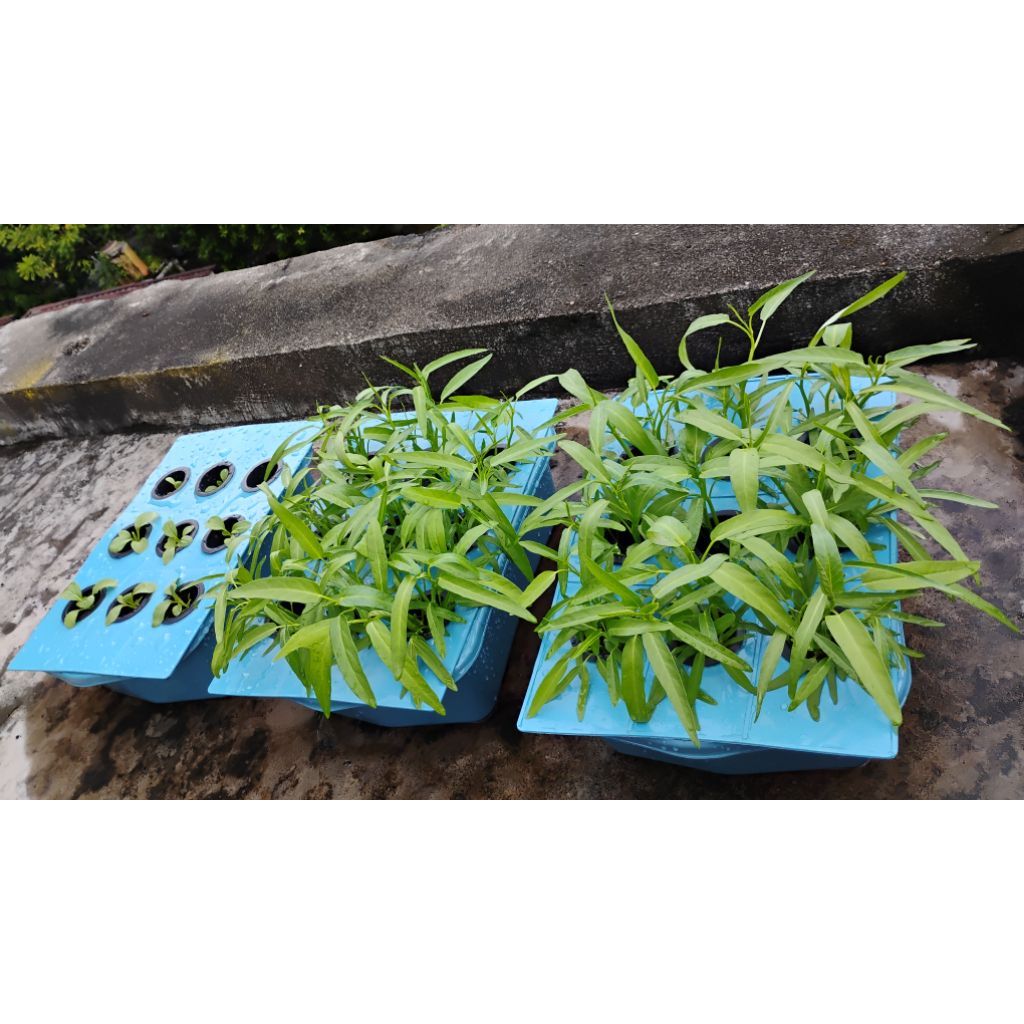 Alat Ukur & Benih Tanaman Hidroponik