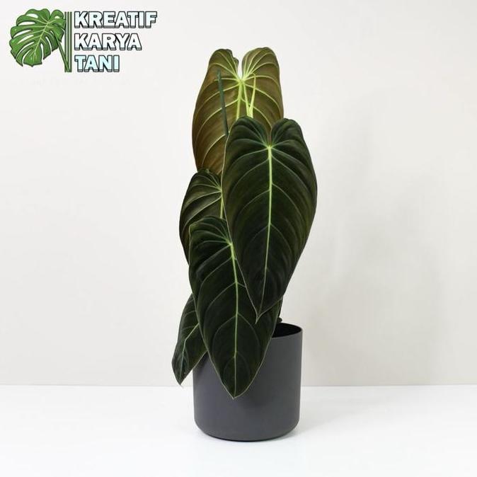 Plnt- Tanaman Hias Philodendron Melano - Philodendron Melano Crysum