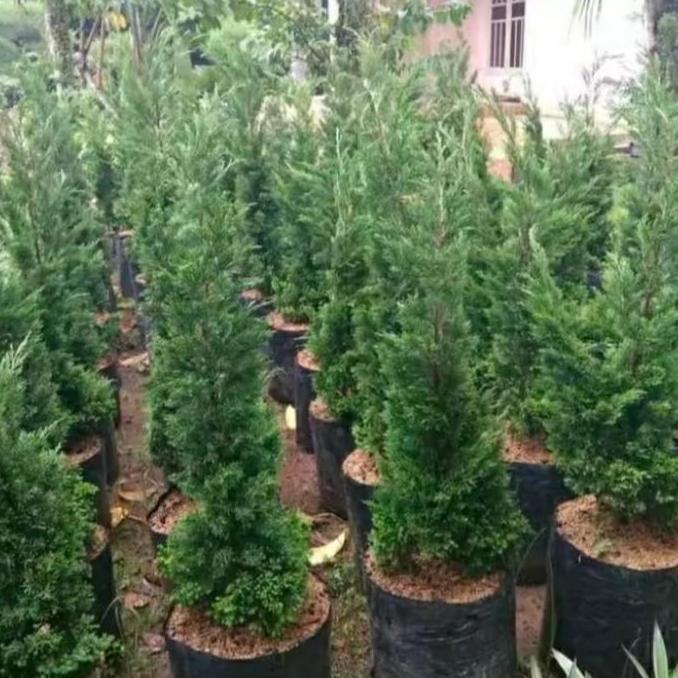 pohon cemara natal asli 50cm