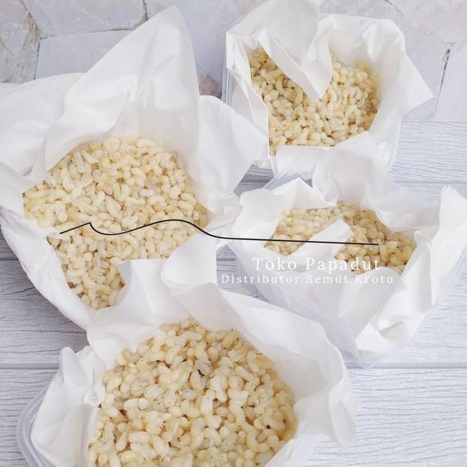 KROTO KHUSUS TELUR BESAR 1 ONS